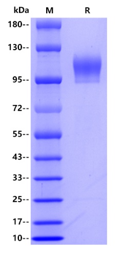 Human CD6, hFc tag