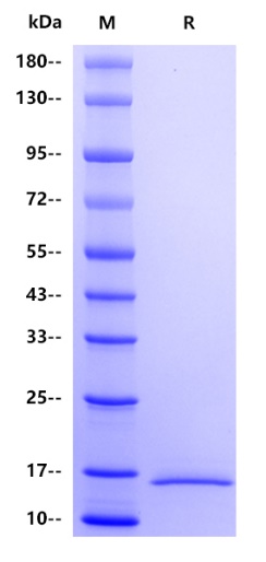Human CDKN2B/p15INK4b Protein, His tag