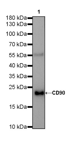 CD90 Recombinant Rabbit mAb (SDT-349-164)