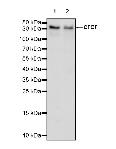CTCF Recombinant Rabbit mAb (S-924-14)