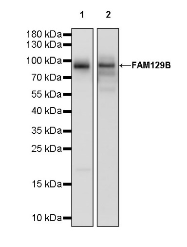 FAM129B Recombinant Rabbit mAb (S-1534-24)