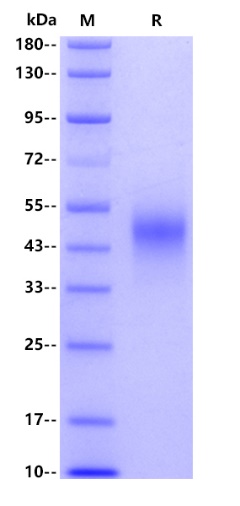 Mouse OX40L receptor, His tag