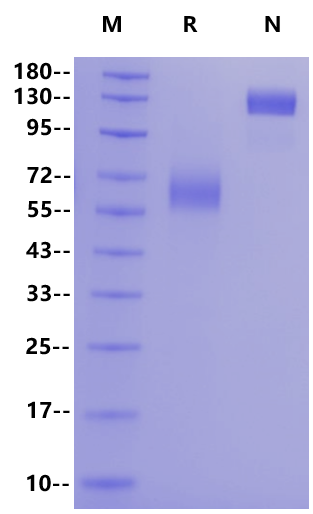 TIM-3/HAVCR2 Fc Chimera Protein, Mouse
