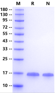 FABP2 His Tag Protein, Human