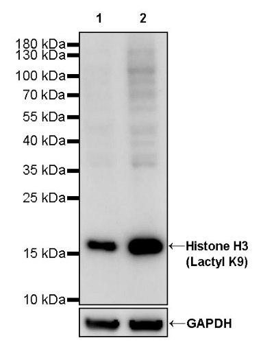 Histone H3 (Lactyl K9) Recombinant Rabbit mAb (S-R397)