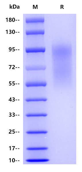 Human CD34, His tag 