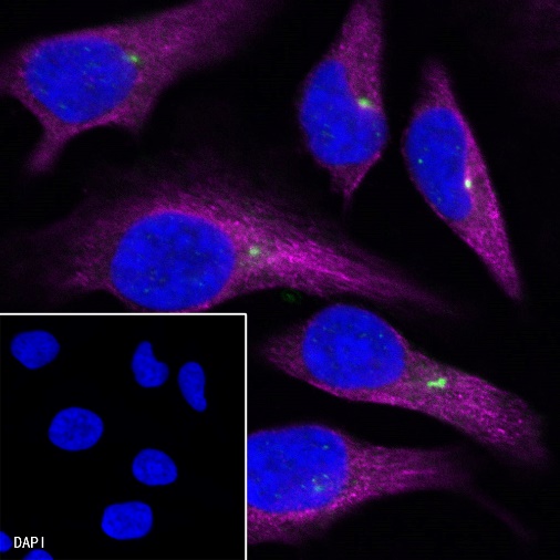 Pericentrin Recombinant Mouse mAb (S-R144)