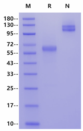 ACVR2B mFc Chimera Protein, Mouse