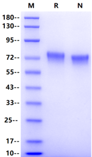 LILRB2/CD85d/ILT4 His Tag Protein, Human