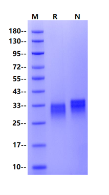 CD40/TNFRSF5 His Tag Protein, Cynomolgus