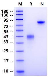 Biotinylated BCMA Fc&Avi Tag Protein, Human
