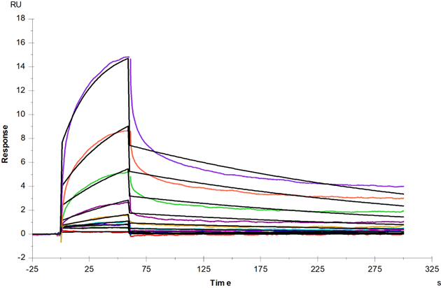 FGL2 His Tag Protein, Cynomolgus