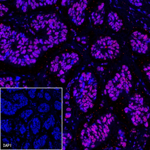 Histone H3 Recombinant Rabbit mAb (PE Conjugate) (S-266-44)