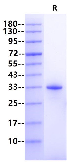 IgG4 Fc Protein, Human