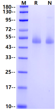 SerpinF1/PEDF His Tag Protein, Human