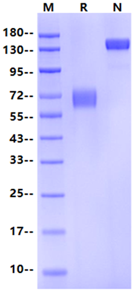 PD-L2/B7-DC Fc Chimera Protein, Cynomolgus