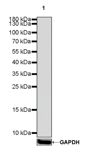 Mouse mAb IgG1, κ Isotype Control (S-844-79)