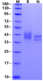 FST/Follistatin His Tag Protein, Human