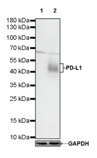 S-RMab® PD-L1 Recombinant Rabbit mAb (SDT-119-297)