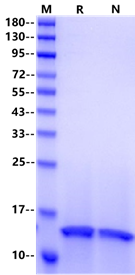 FKBP12 His Tag Protein, Human