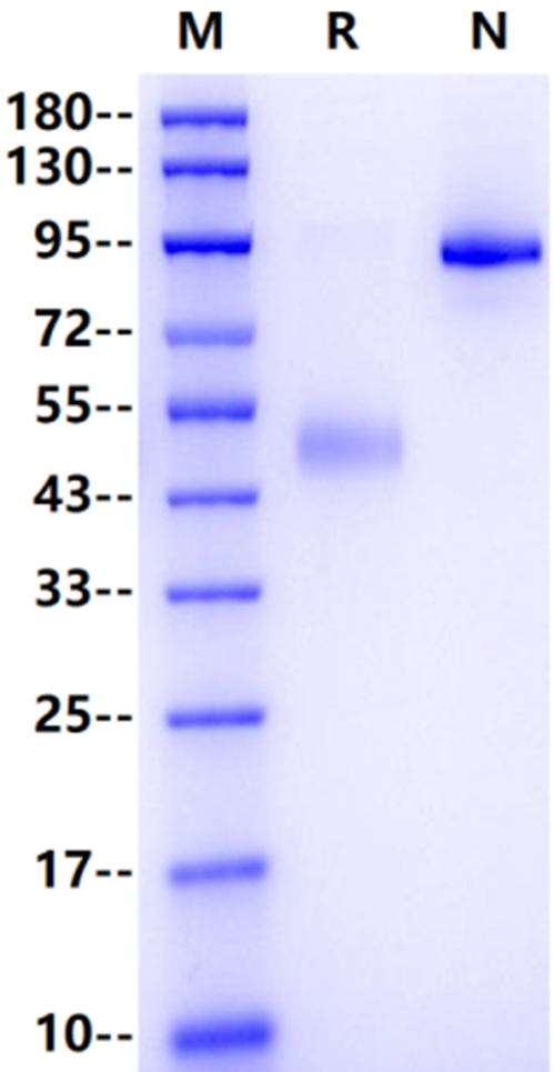 CD27 Ligand/TNFSF7 Fc Chimera Protein, Human