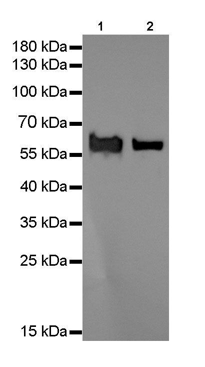 HSP60 Recombinant Rabbit mAb (SDT-076-6)