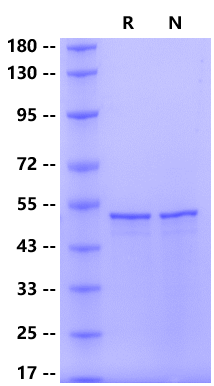 SARS-CoV-2 (BA.4 /Omicron) Nucleocapsid, His Tag