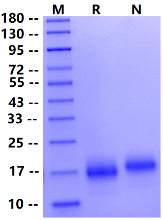 Biotinylated BCMA/TNFRSF17 His&Avi Tag Protein, Cynomolgus