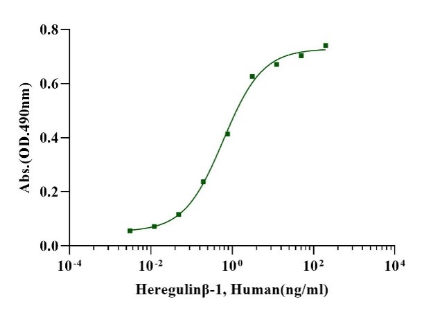 NRG1/Heregulin-β1 Protein, Human