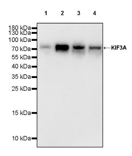 KIF3A Recombinant Rabbit mAb (S-1083-9)