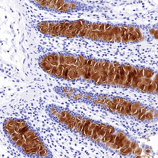 S-RMab® MUC2 Recombinant Rabbit mAb (SDT-345-148)