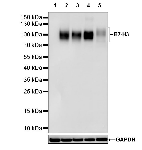 B7-H3 Recombinant Rabbit mAb (SDT-1333-8)