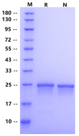 Cyclophilin A His Tag Protein, Human