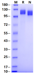 VEGFR3/FLT4 His Tag Protein, Human