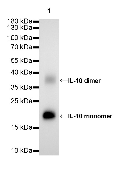 IL-10 Recombinant Rabbit mAb (SDT-088-83)
