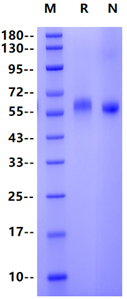 LRP10 His Tag Protein, Human