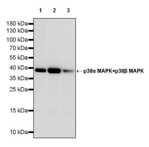 p38α MAPK+p38β MAPK Recombinant Rabbit mAb (S-1300-102)