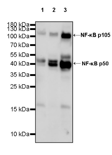 NF-κB p105/p50 Rabbit polyclonal antibody