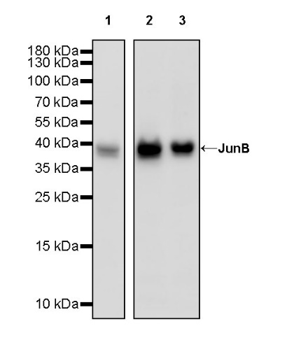 JunB Recombinant Rabbit mAb (S-670-242)