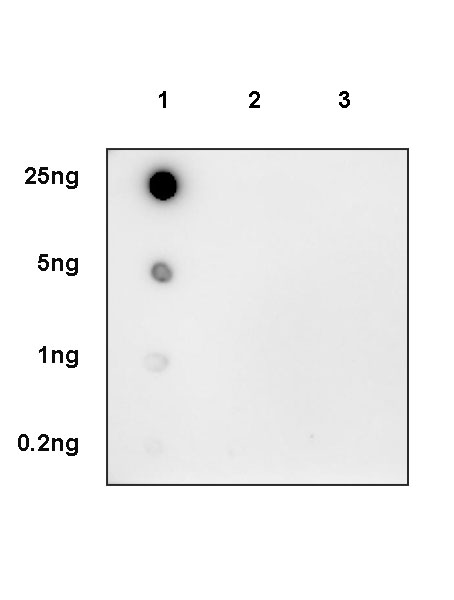 K-ε-GG Rabbit Polyclonal Antibody