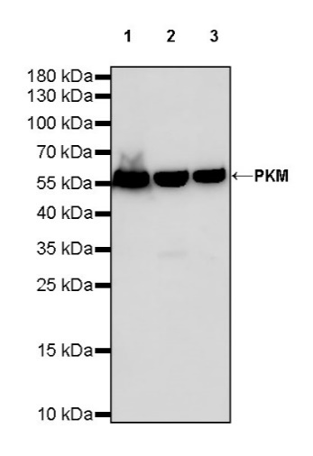 Atg7 Recombinant Rabbit mAb (S-R302)
