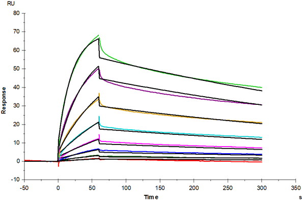 CTLA-4 Fc Chimera Protein, Human