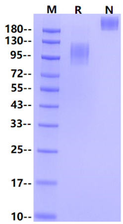 CD68/SR-D1 Fc Chimera Protein, Human