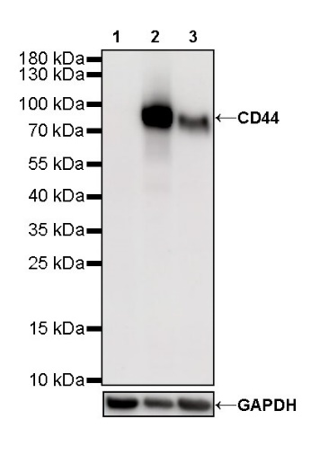 S-RMab® CD44 Recombinant Rabbit mAb (SDT-R107)