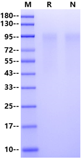 HRSVA (strain A2) Glycoprotein G, His Tag
