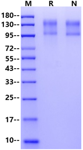 CD45 His Tag Protein, Human