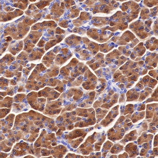 Spink1 Recombinant Rabbit mAb (S-R249)
