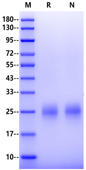 CD160 His Tag Protein, Human