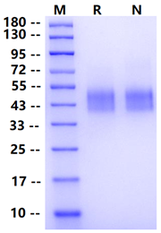 Biotinylated IL-4R alpha/CD124 Avi&His Tag Protein, Human