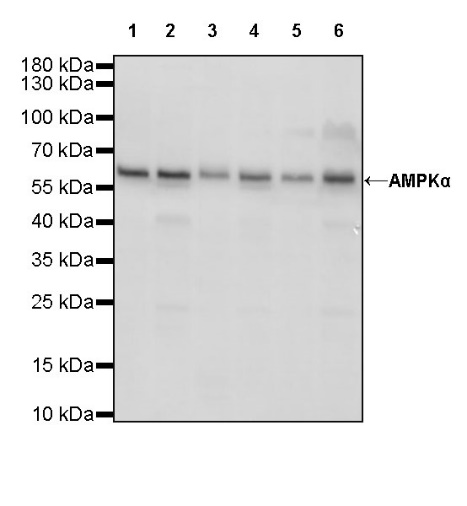 AMPKα Recombinant Rabbit mAb (S-455-38)